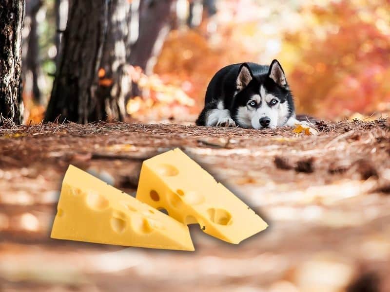 can huskies eat cheese