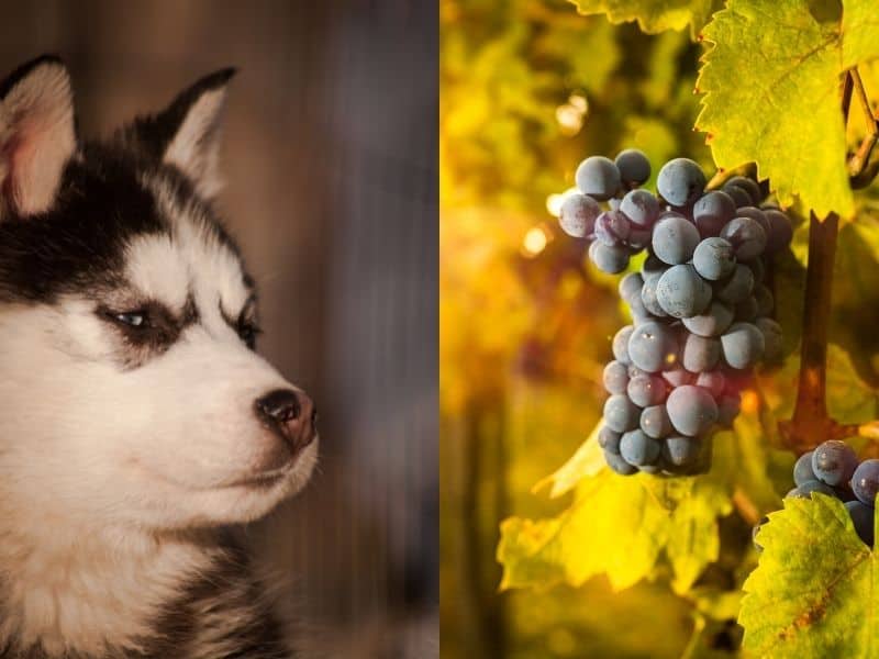can huskies eat grapes