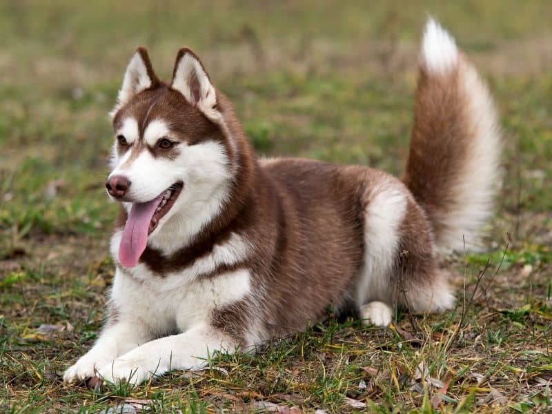 can huskies eat mango