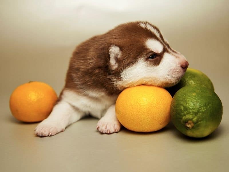 can huskies eat oranges