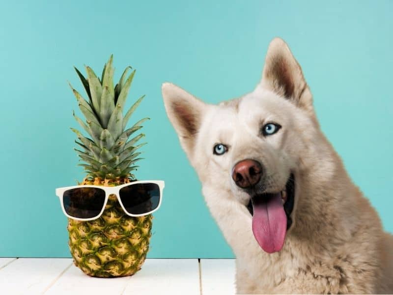 can huskies eat pineapple
