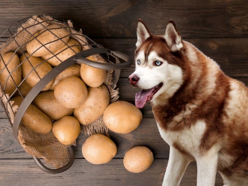 can huskies eat potatoes