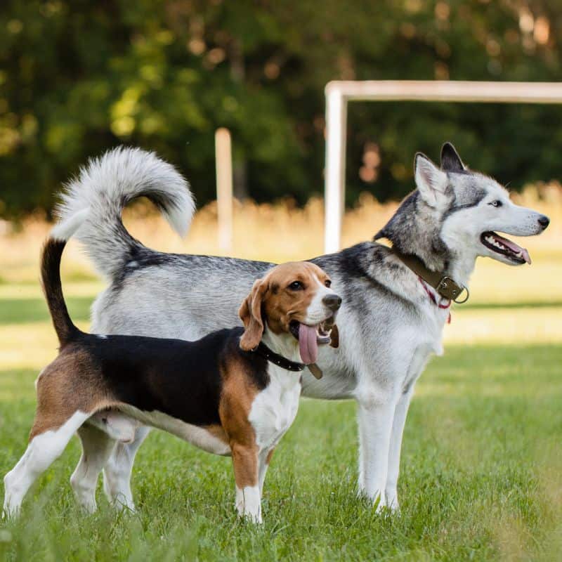 A husky and a beagle