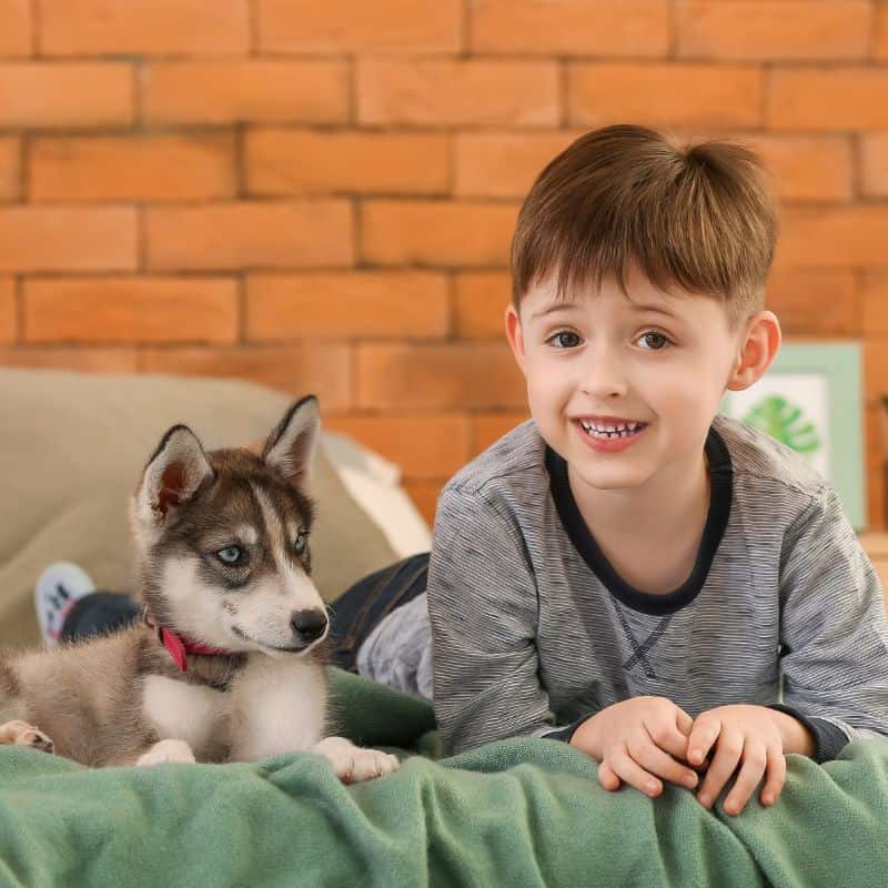 Little boy with husky puppy