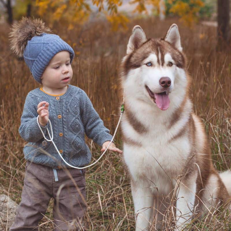 Baby boy with husky