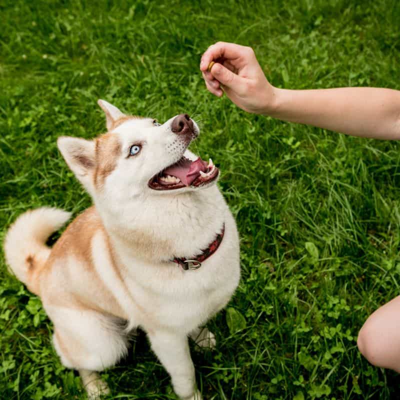 Husky sitting waiting for a treat