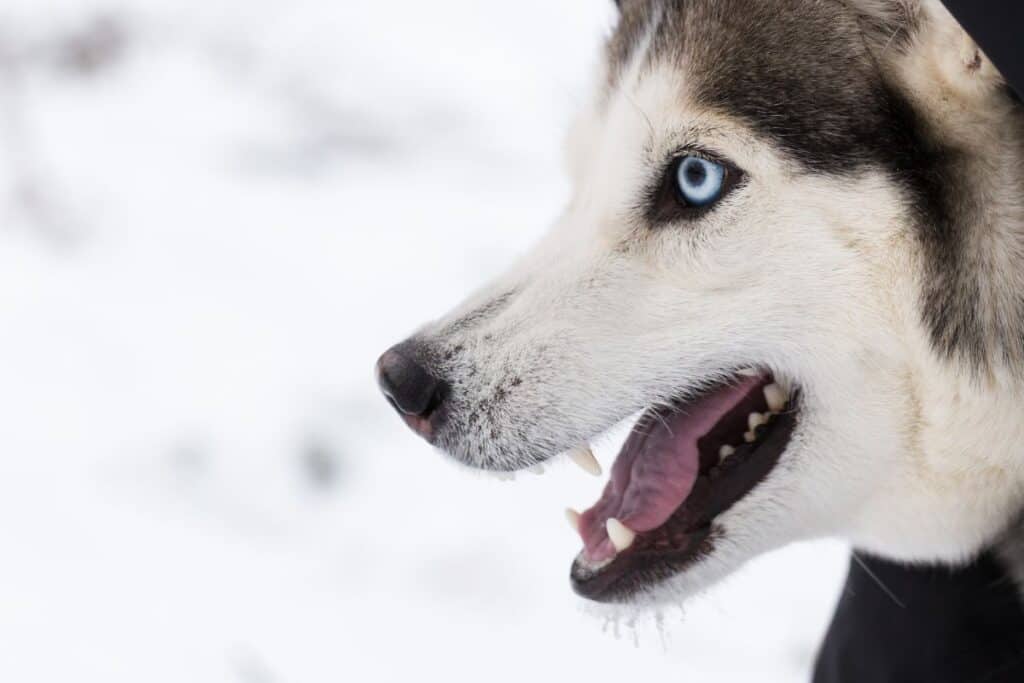 Siberian husky showing aggression from fear
