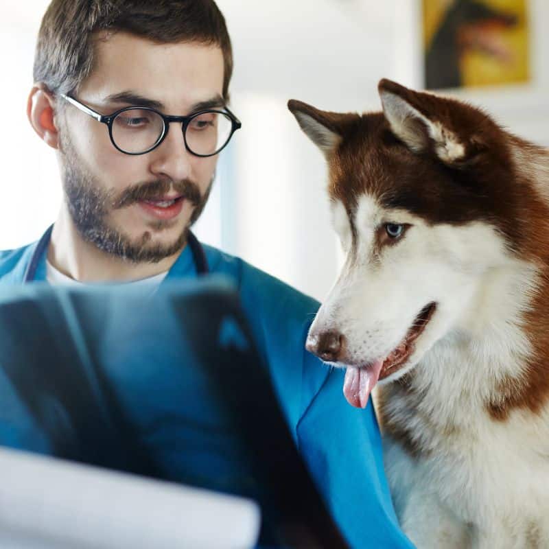 Vet showing X-ray image to his Husky client