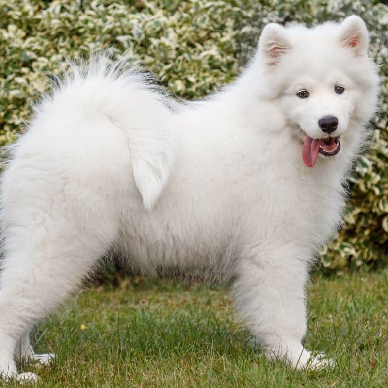 White Samoyed husky puppy outdoors
