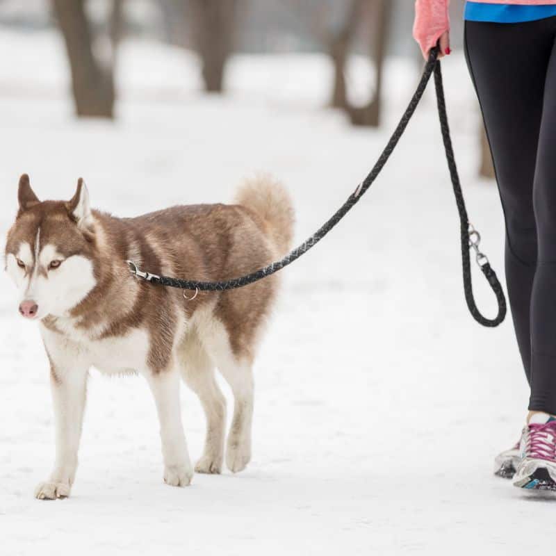 Woman walking with husky outside