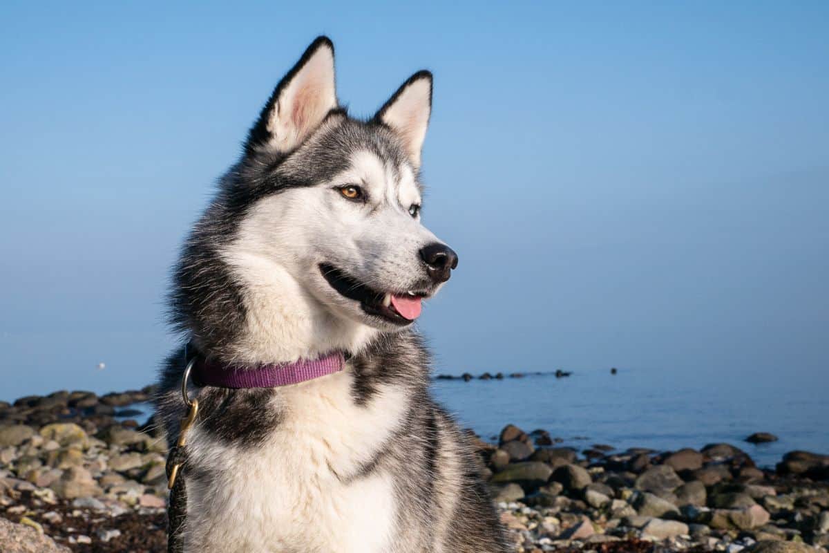 Mischa the Siberian Husky Mischa the Siberian Husky
