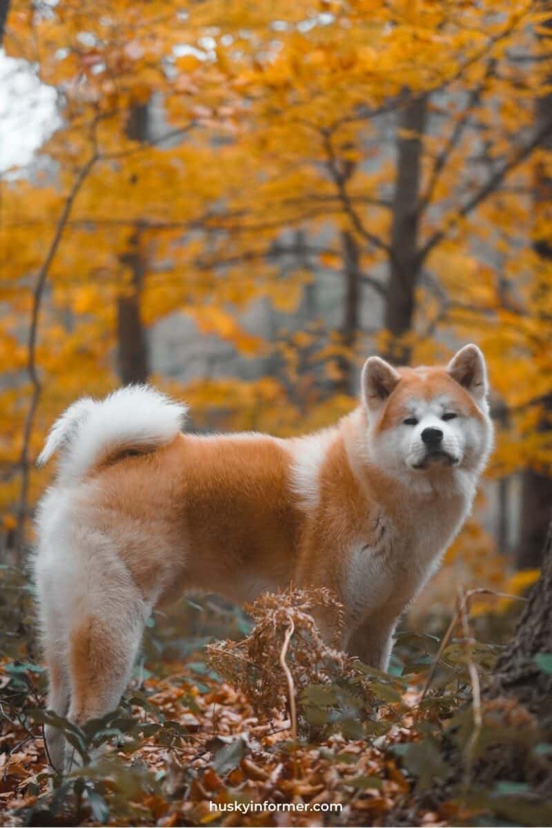 akita inu in the woods