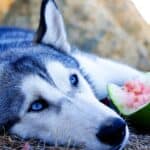 can huskies eat watermelon