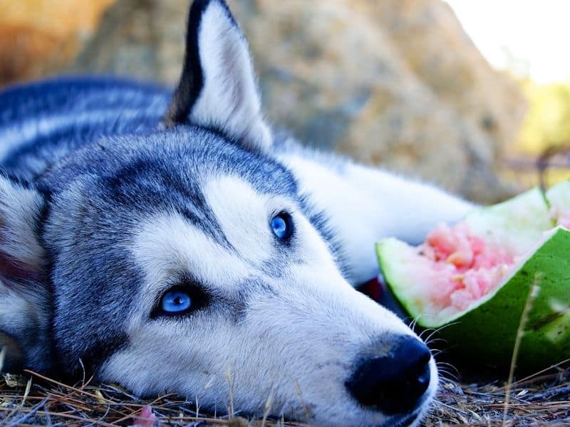 can huskies eat watermelon