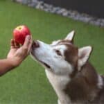 can huskies eat apples