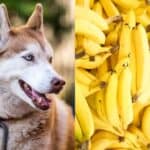 can huskies eat bananas