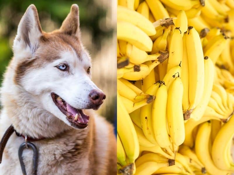 can huskies eat bananas