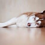 can huskies eat bread