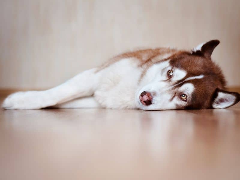 can huskies eat bread