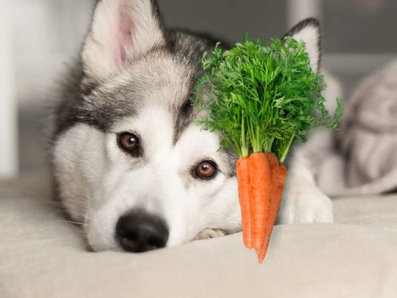 can huskies eat carrots