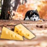 can huskies eat cheese