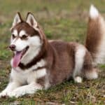 can huskies eat mango