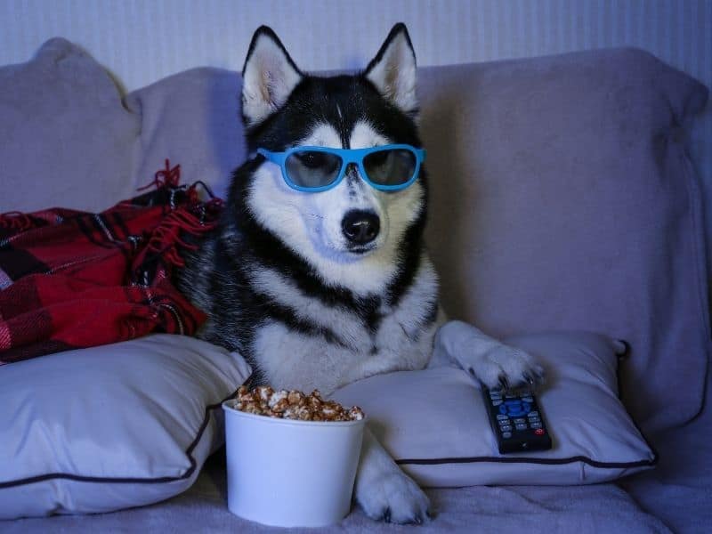 can huskies eat popcorn