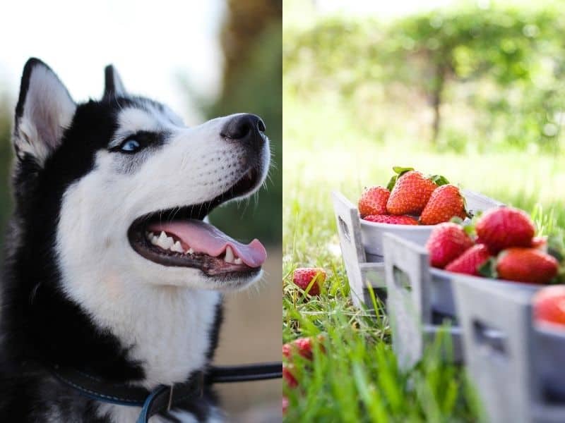 can huskies eat strawberries