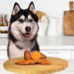 can huskies eat sweet potatoes