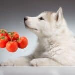 can huskies eat tomatoes?