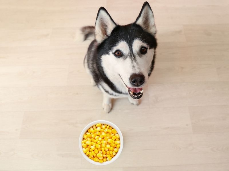 Can huskies eat corn