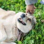 Cheerful fat husky dog laying on the grass