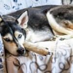 Husky dog relaxing on the couch