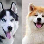 husky vs akita