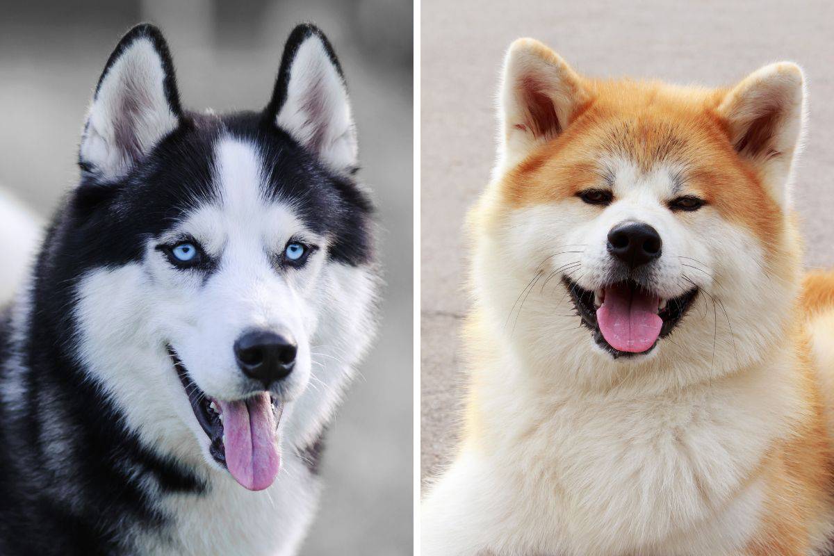 husky vs akita